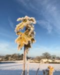 Iced Leaves On A Blue Sky Stock Photo