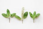 Holy Basil Fresh Leaves Stock Photo