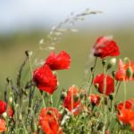 Field Of Poppies In Sussex Stock Photo