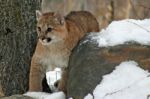 Baby Cougar Stock Photo