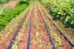 Chinese Kale Vegetable In Garden For Background Stock Photo