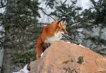 Red Fox In Her Winter Coat Stock Photo