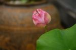 Beautiful Lotus&waterlily Flower Is The Symbol Of The Buddha, Stock Photo