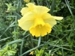 Narcissus In The Garden Stock Photo