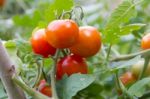 Plantation Of Tomatoes In The Organic Garden Stock Photo