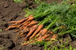 Carrots Stock Photo