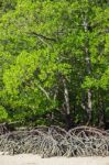 Mangrove Forest Stock Photo