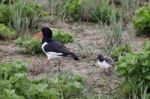 Oystercatcher (haematopus Ostralegus) With Chick Stock Photo