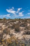 Vegetation On The Sand Dunes Of Ria Formosa Marshlands Stock Photo