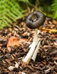 Fungi Or Mushroom On A  Woodland Floor Stock Photo