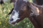 Head Of Brown Goat Stock Photo