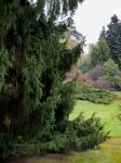 Weeping Fir Tree In Autumn Stock Photo