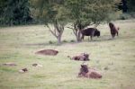 European Bison (bison Bonasus) Stock Photo