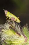 Tiny Green Grasshopper Stock Photo