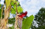 Green Bananas In The Organic Garden Plant Stock Photo