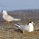 Little Tern Stock Photo