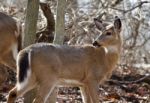 Beautiful Isolated Photo Of A Cute Wild Deer In The Forest Stock Photo