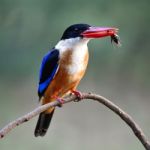 Black-capped Kingfisher Stock Photo