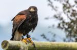 Harris Hawk (parabuteo Unicinctus) Stock Photo