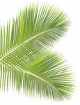 Coconut Leaf Isolated On White Background Stock Photo