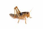 Locust Stock Photo