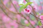 Plum Blossom Stock Photo