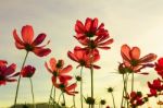 Red Cosmos Flowers Stock Photo