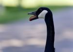 Picture With An Emotional Canada Goose Screaming Stock Photo