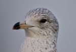 Beautiful Isolated Picture With A Cute Funny Gull Stock Photo