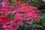 Maple In Autumn In Korea Stock Photo