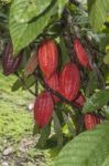 Cacao Plant With Fruits Stock Photo