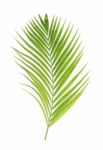 Green Palm Leaf Isolated On White Background Stock Photo