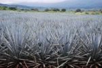 Agave Soil Stock Photo