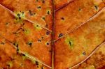 The Dried Leaf Background Texture Stock Photo