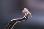 Dental Tools Stock Photo