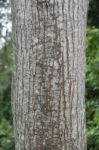 Tree Trunk In The Tropical Rain Forest Stock Photo