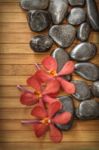 orchid and black stone Stock Photo