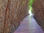 Boardwalk Between Dead Trees Stock Photo