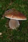 Mossy Fungus Stock Photo