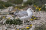 Young Seagulls Near The Cliffs Stock Photo