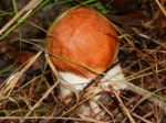 Collection And Preparation Of Autumn Edible Mushrooms  Stock Photo