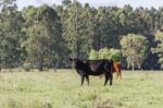 Cows Grazing In The Green Argentine Countryside Stock Photo