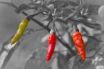 Red Hot Chili On Black And White Background Stock Photo