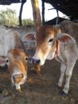 Cattle Stock Photo