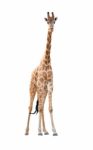 Giraffe Isolated Stock Photo