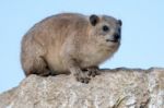 Rock Hyrax (cape Hyrax, Badger, Hhre) Stock Photo