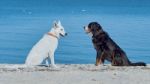 White Swiss Shepherd And Bernese Mountain Dog Stock Photo