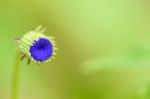 Closeup Mini Blue Flower Stock Photo