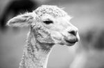 Alpaca In A Field. Black And White  Stock Photo