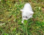 Little White Kitten Running Around On The Grass Stock Photo